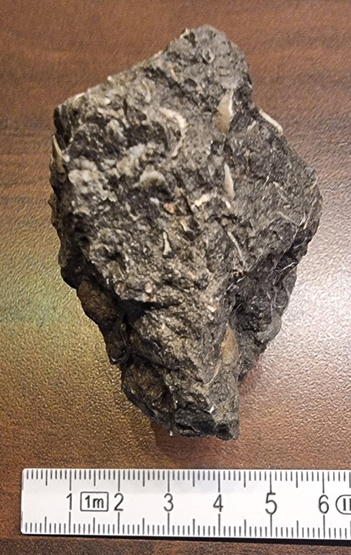 Fossilførende kalkstein – Raibler Schichten (7 x 5,5 cm) – bilde 4 av 4