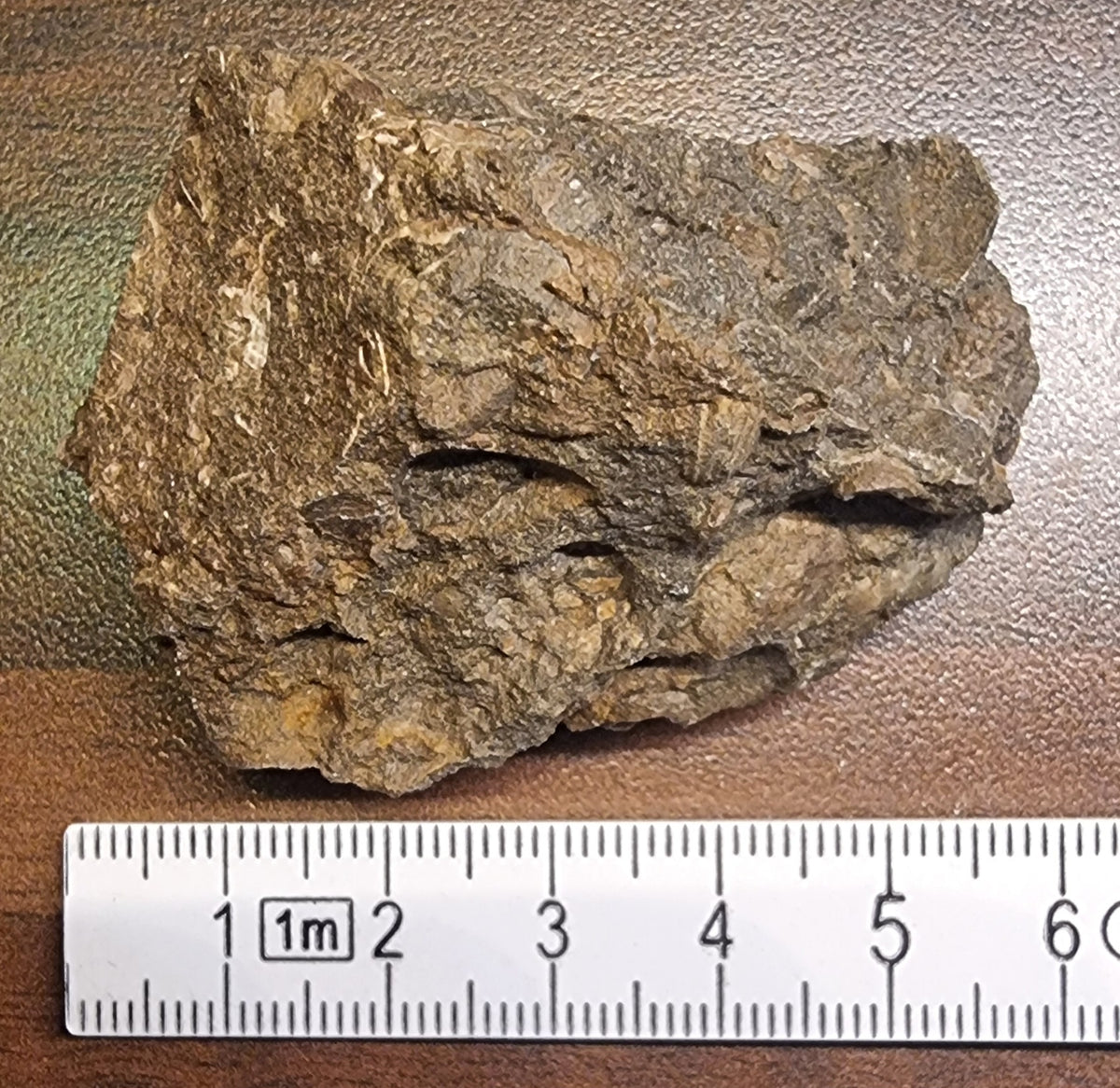 Fossilførende kalkstein – Raibler Schichten (5,5 x 4 cm) – bilde 2 av 4