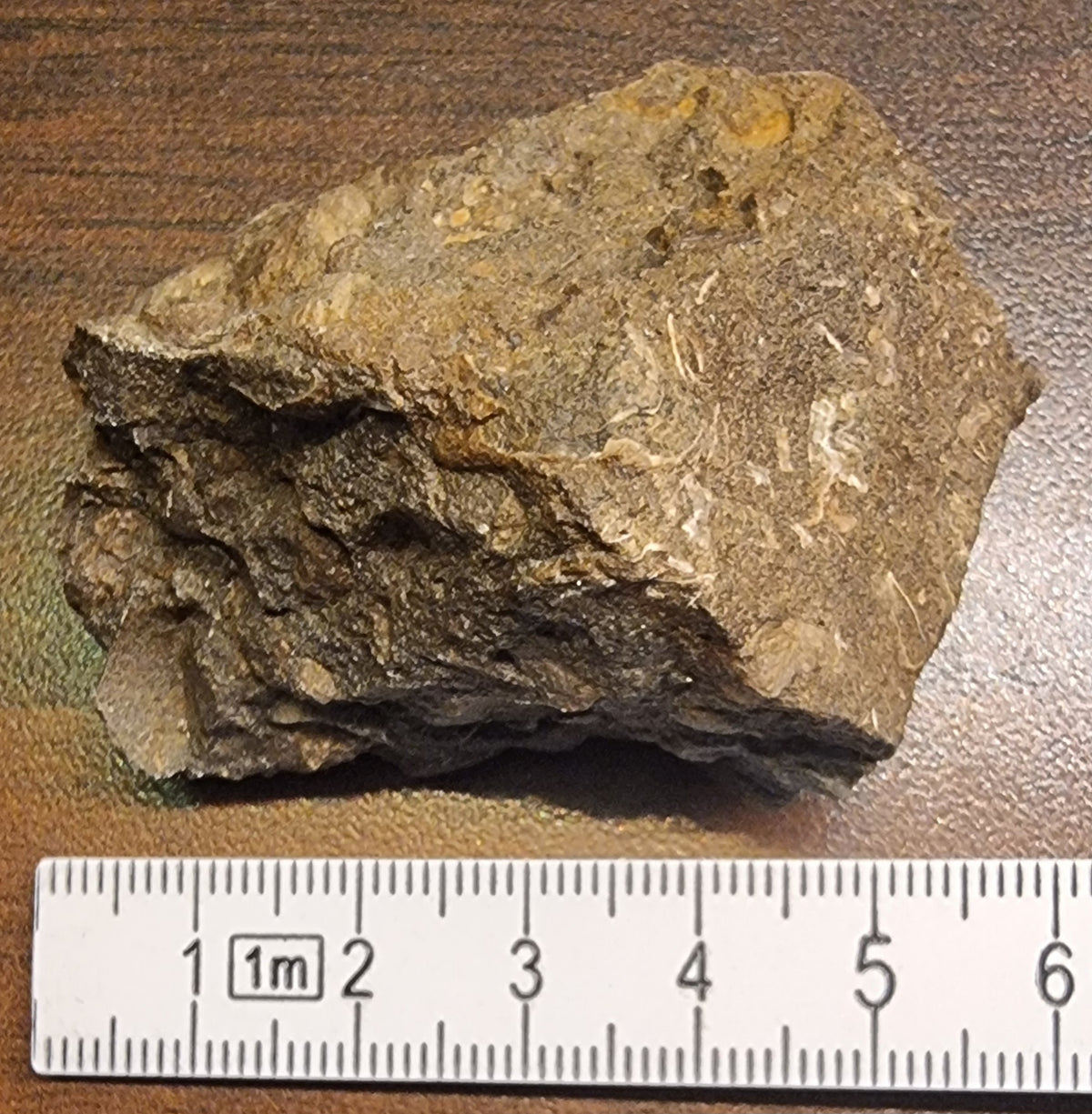 Fossilførende kalkstein – Raibler Schichten (5,5 x 4 cm) – bilde 3 av 4