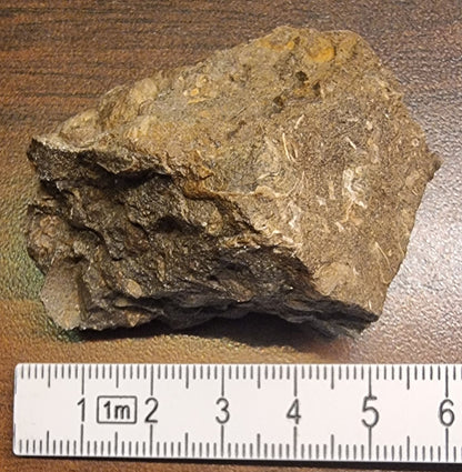 Fossilførende kalkstein – Raibler Schichten (5,5 x 4 cm) – bilde 3 av 4