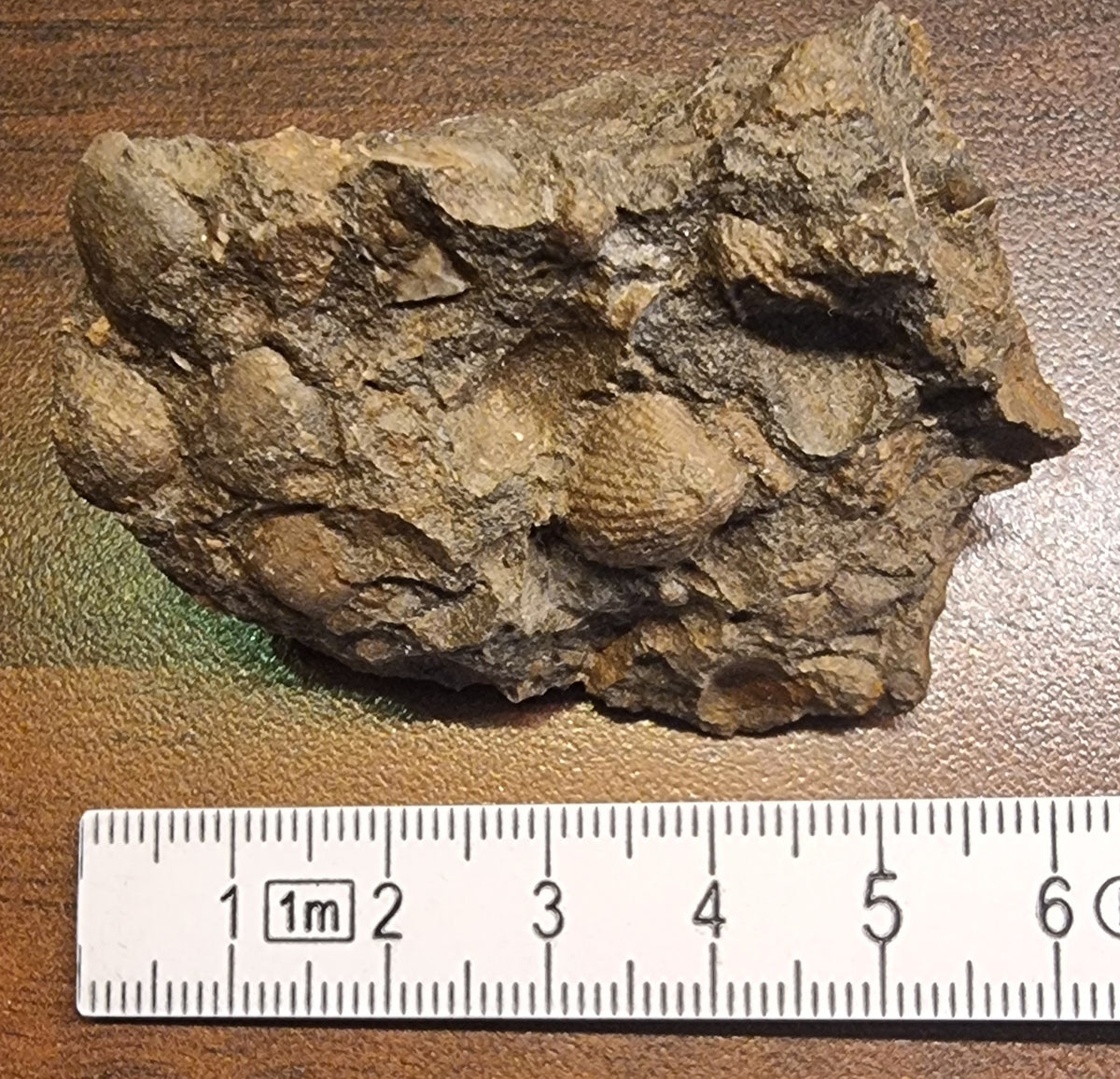 Fossilførende kalkstein – Raibler Schichten (5,5 x 4 cm)
