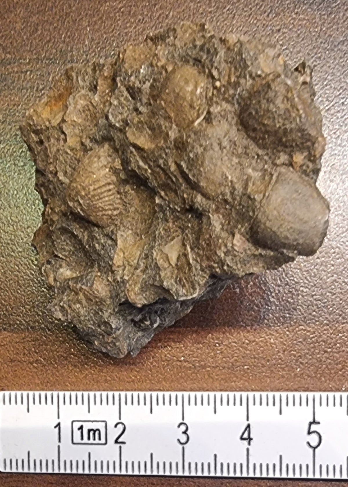 Fossilførende kalkstein – Raibler Schichten (5,5 x 4 cm) – bilde 4 av 4