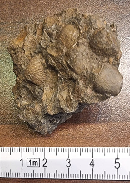 Fossilførende kalkstein – Raibler Schichten (5,5 x 4 cm) – bilde 4 av 4