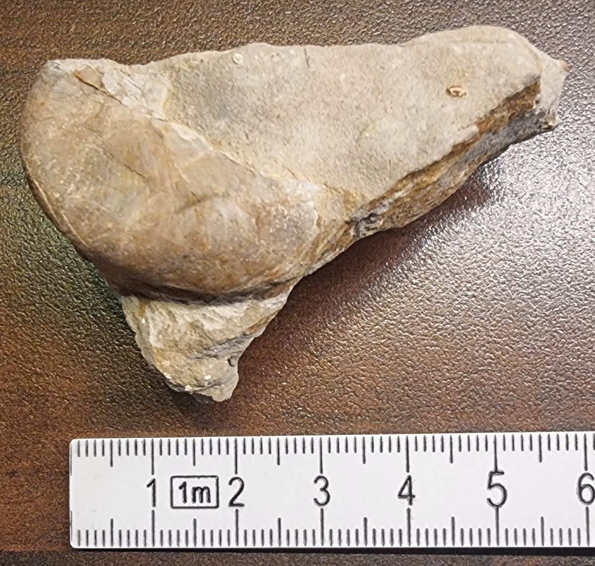 Fossil østers (Ostrea sp.)