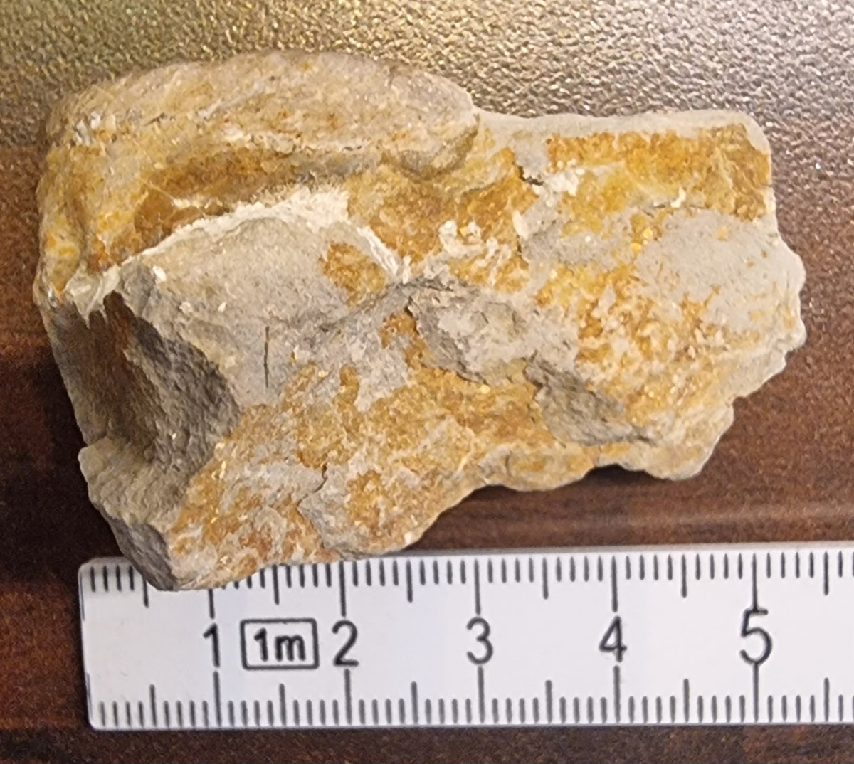 Fossil østers (Ostrea sp.) – bilde 2 av 3