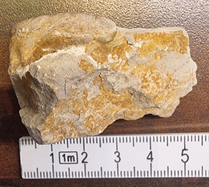 Fossil østers (Ostrea sp.) – bilde 2 av 3