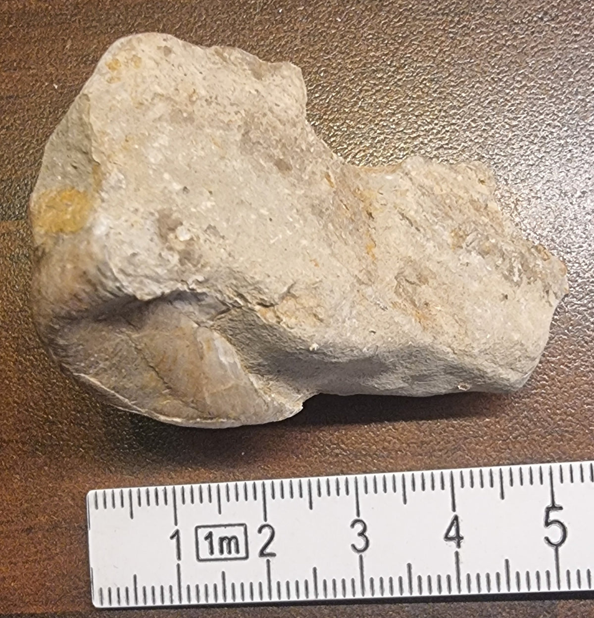 Fossil østers (Ostrea sp.) – bilde 3 av 3