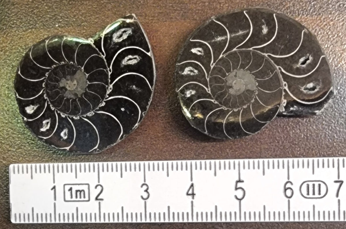 Cleoniceras sp. – Ammonitt