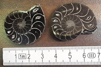 Cleoniceras sp. – Ammonitt