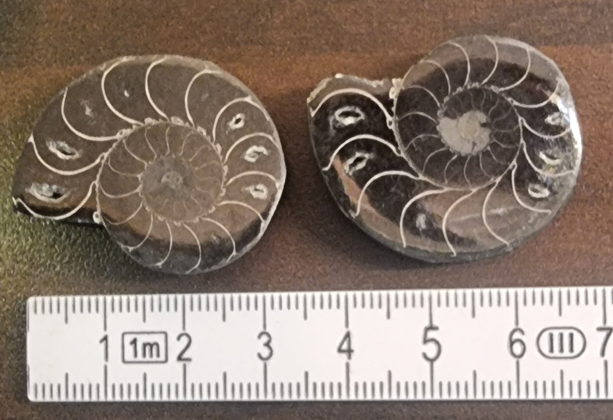 Cleoniceras sp. – Ammonitt – bilde 2 av 3