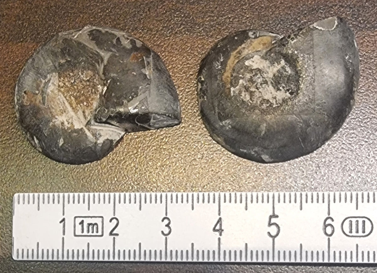 Cleoniceras sp. – Ammonitt – bilde 3 av 3