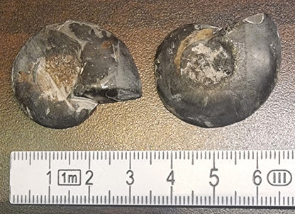 Cleoniceras sp. – Ammonitt – bilde 3 av 3