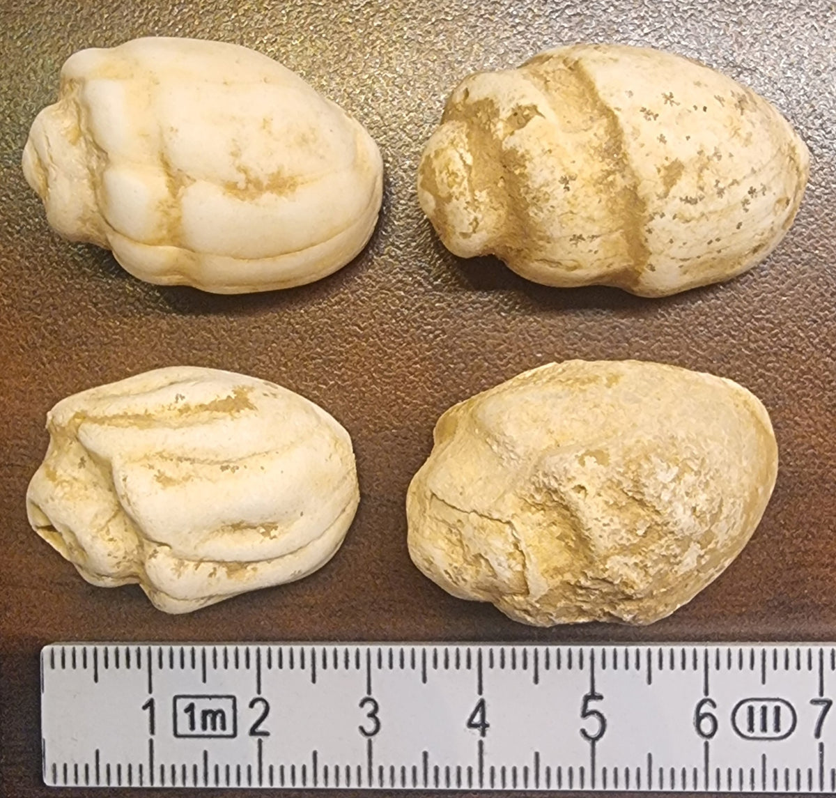 Melanopsis – Fossil ferskvannssnegl