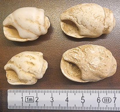 Melanopsis – Fossil ferskvannssnegl – bilde 2 av 2