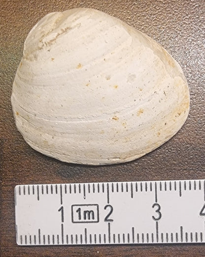 Fossil musling – Wiener Becken, Østerrike