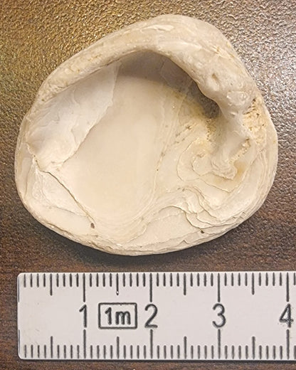 Fossil musling – Wiener Becken, Østerrike – bilde 2 av 2
