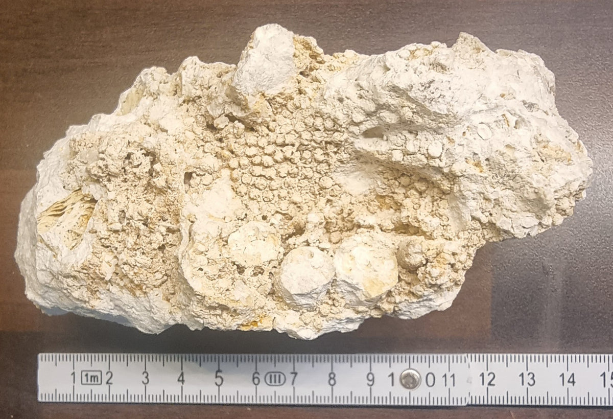 Fossilt korallrev – Niederösterreich, Østerrike