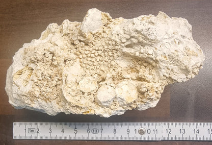 Fossilt korallrev – Niederösterreich, Østerrike