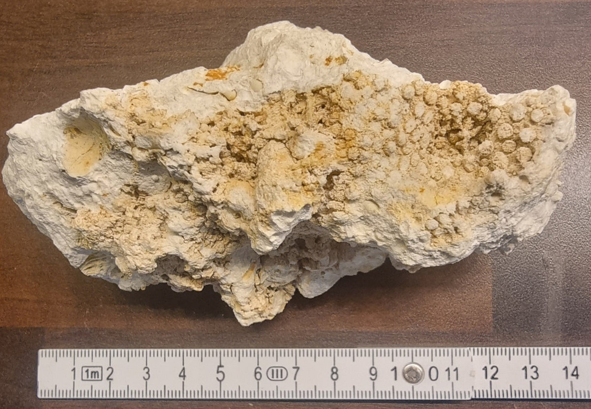 Fossilt korallrev – Niederösterreich, Østerrike – bilde 2 av 4