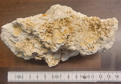 Fossilt korallrev – Niederösterreich, Østerrike – bilde 2 av 4