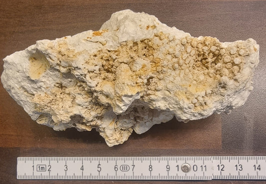 Fossilt korallrev – Niederösterreich, Østerrike – bilde 2 av 4
