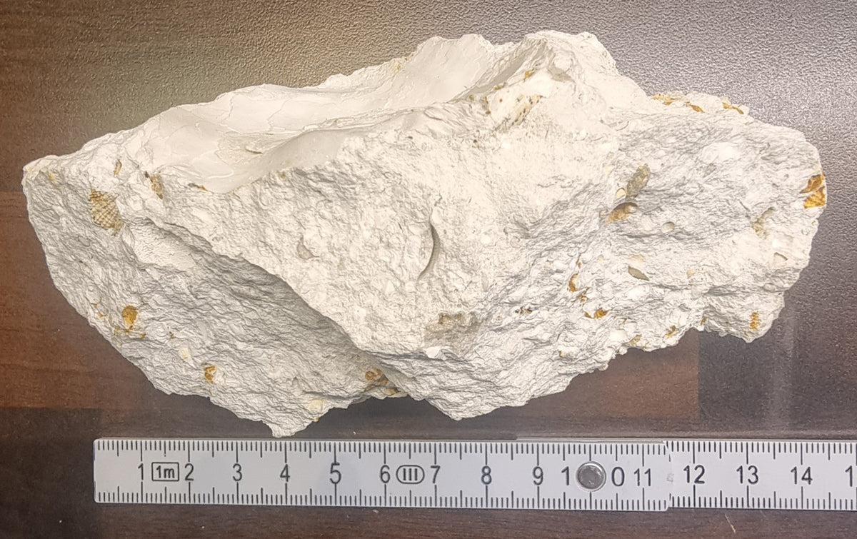 Fossilt korallrev – Niederösterreich, Østerrike – bilde 3 av 4