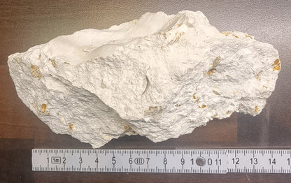 Fossilt korallrev – Niederösterreich, Østerrike – bilde 3 av 4