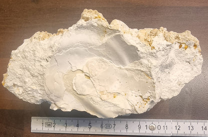 Fossilt korallrev – Niederösterreich, Østerrike – bilde 4 av 4