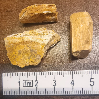 Forsteinet tre – bilde 3 av 3