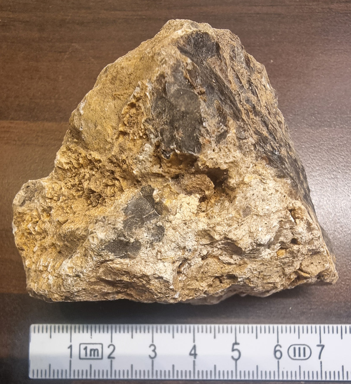 Forsteinet tre – Csaterberg, Østerrike