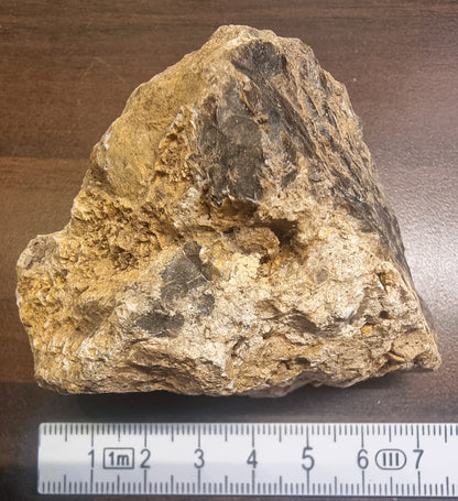 Forsteinet tre – Csaterberg, Østerrike