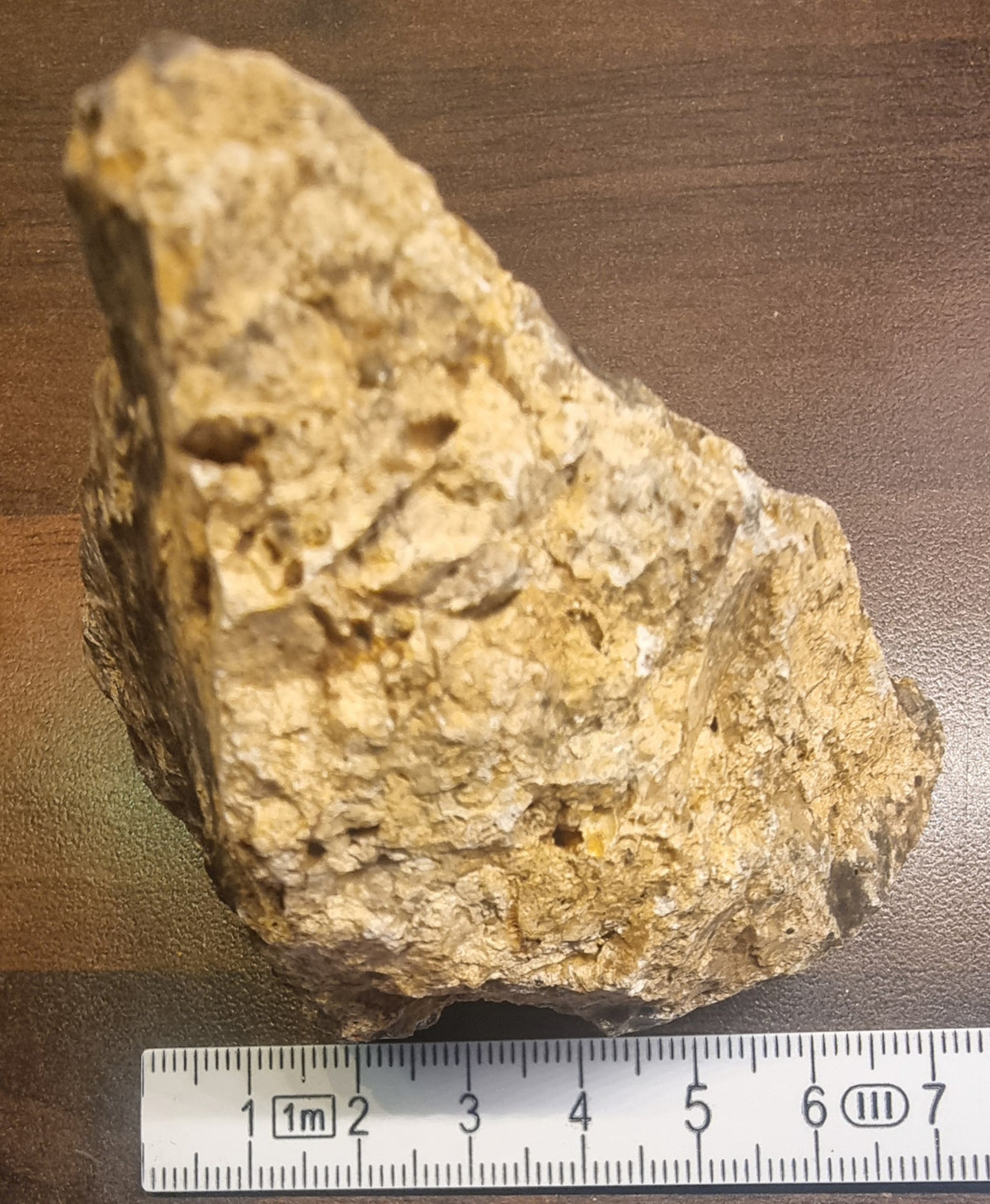 Forsteinet tre – Csaterberg, Østerrike – bilde 2 av 4