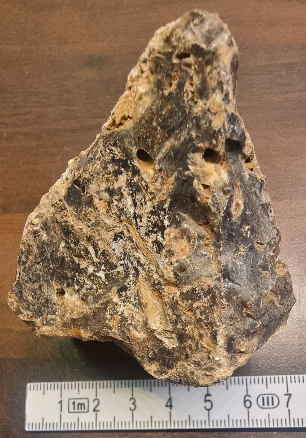 Forsteinet tre – Csaterberg, Østerrike – bilde 3 av 4