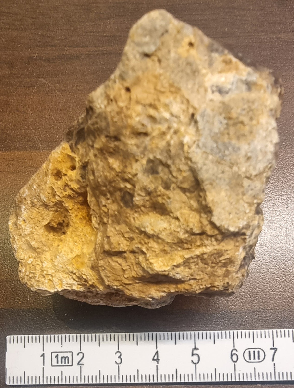 Forsteinet tre – Csaterberg, Østerrike – bilde 4 av 4