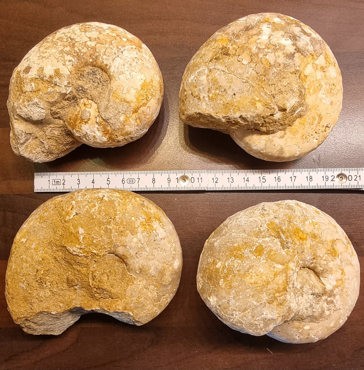 HEL AMMONITT – EKTE FOSSIL