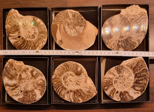 POLERT AMMONITT – FOSSIL