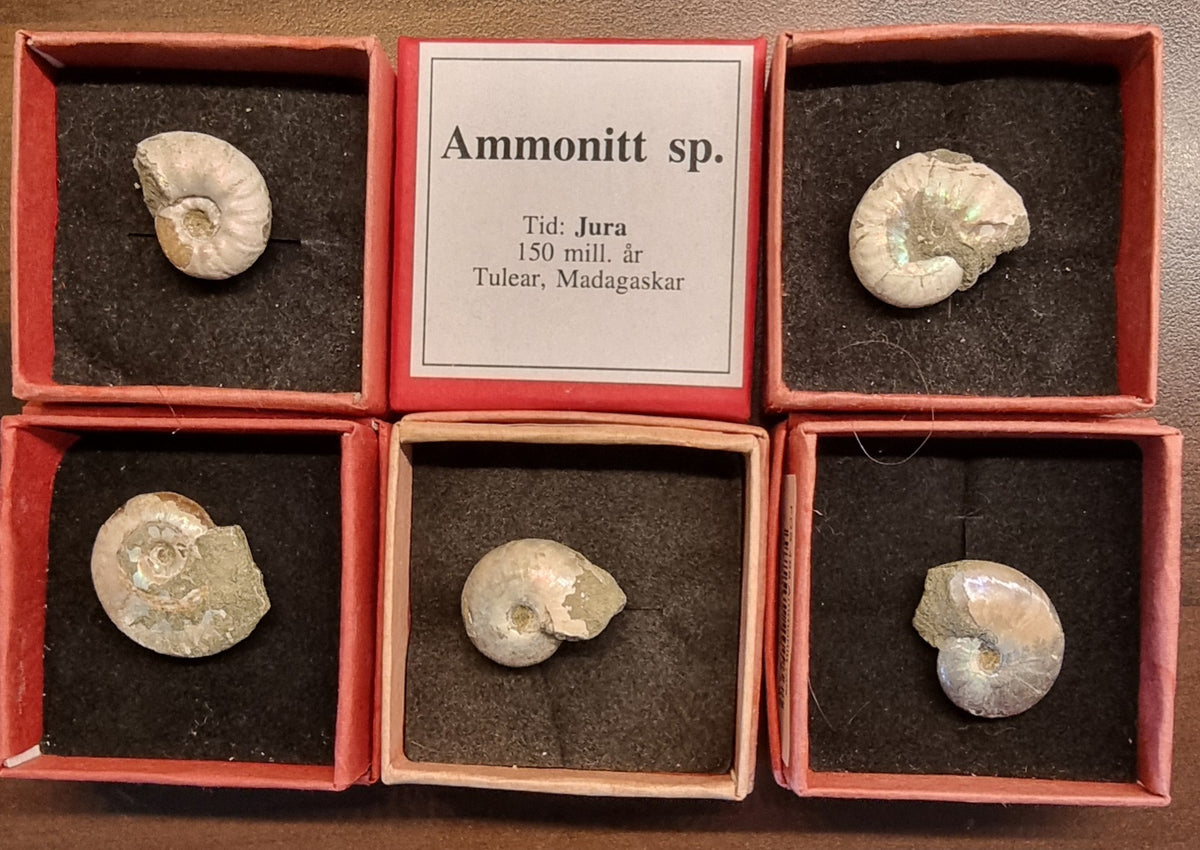 AMMONITT – MADAGASKAR