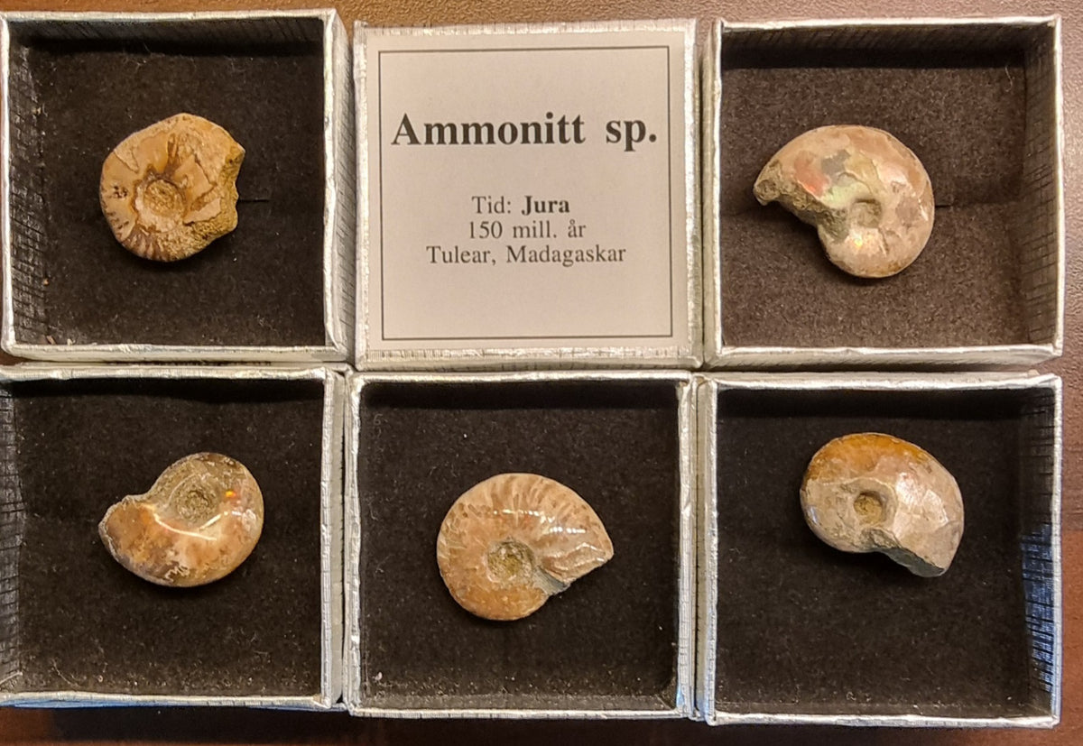 AMMONITT – MADAGASKAR