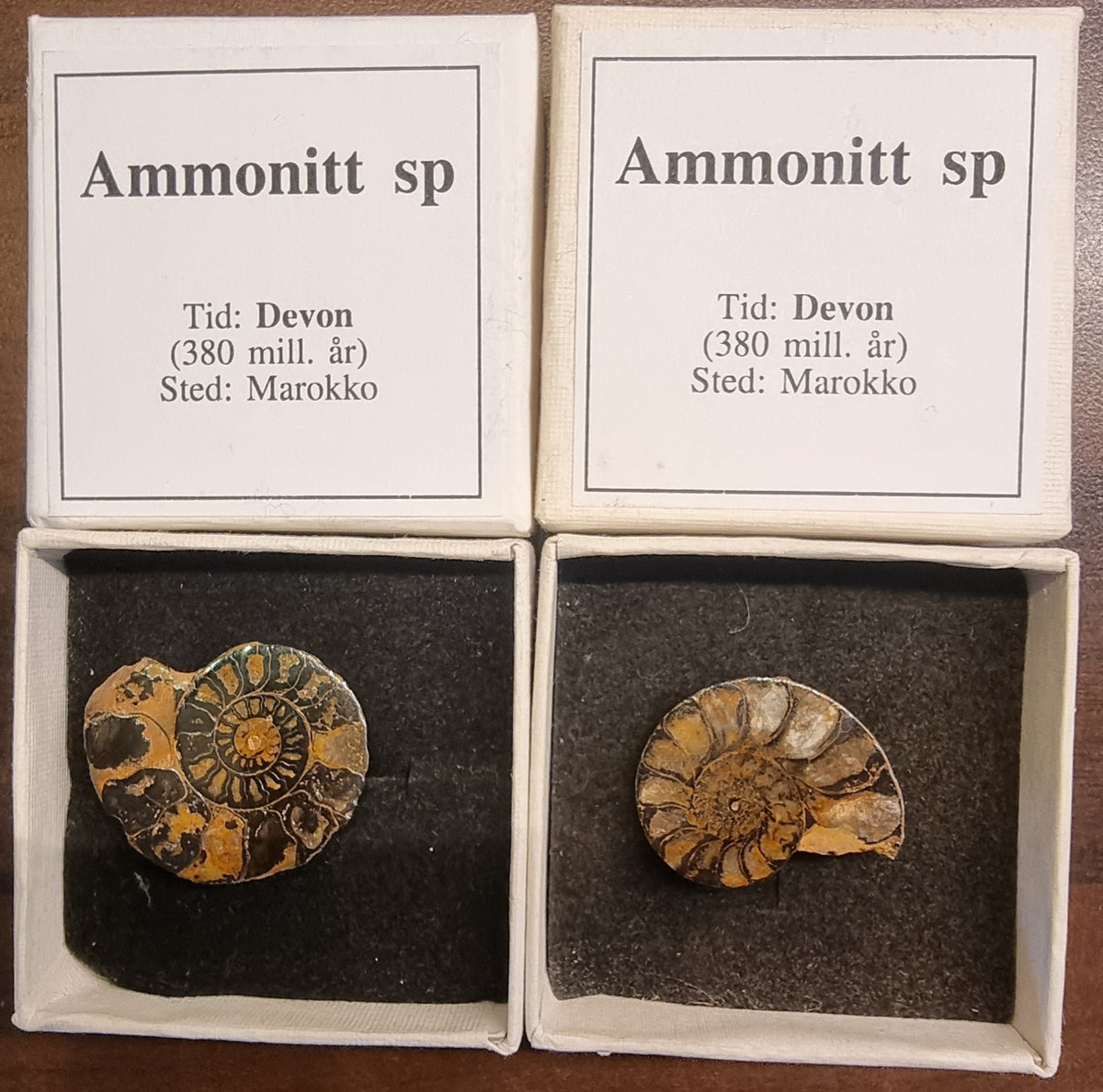 AMMONITT – MAROKKO
