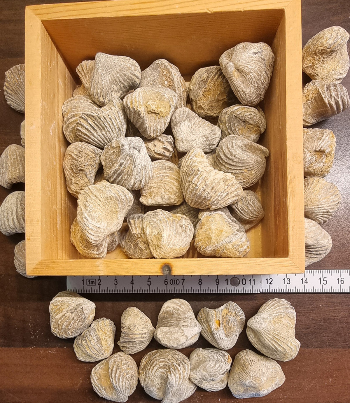 BRACHIOPOD – MAROKKO
