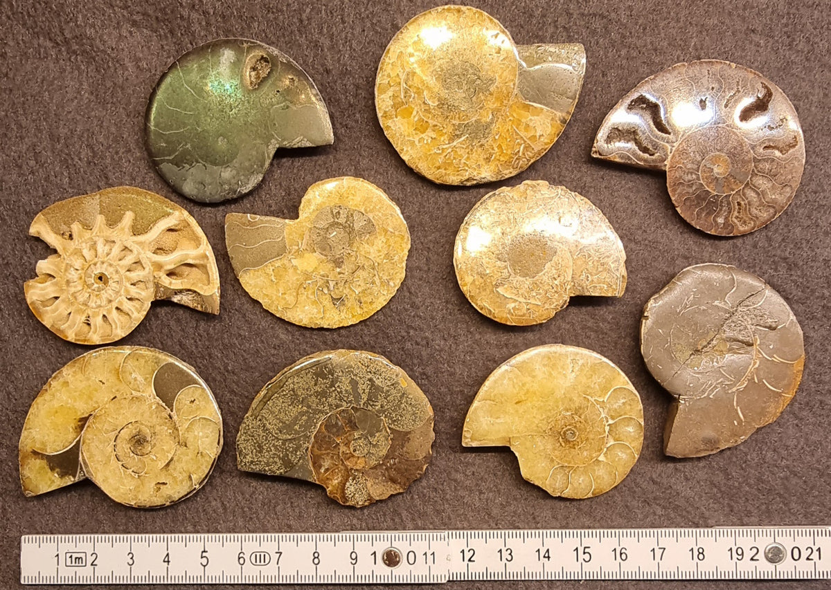 POLERT AMMONITT – FOSSIL