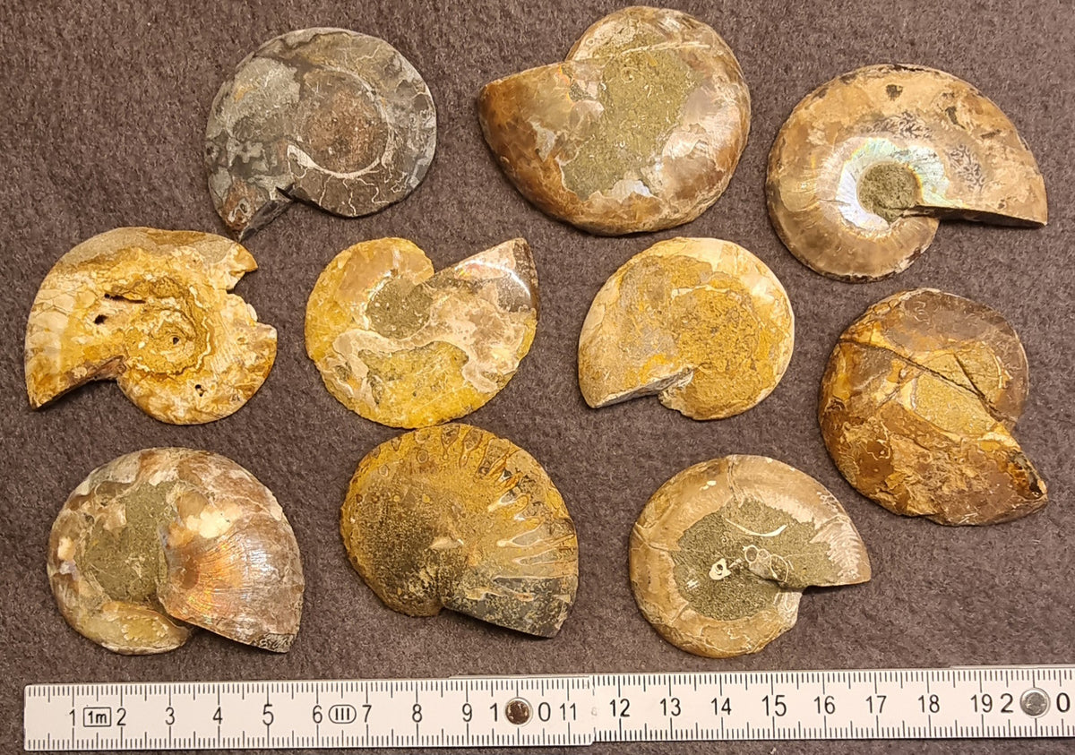 POLERT AMMONITT – FOSSIL – bilde 2 av 2