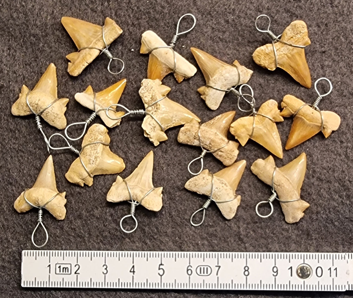 FOSSIL HAITANN – ANHENG