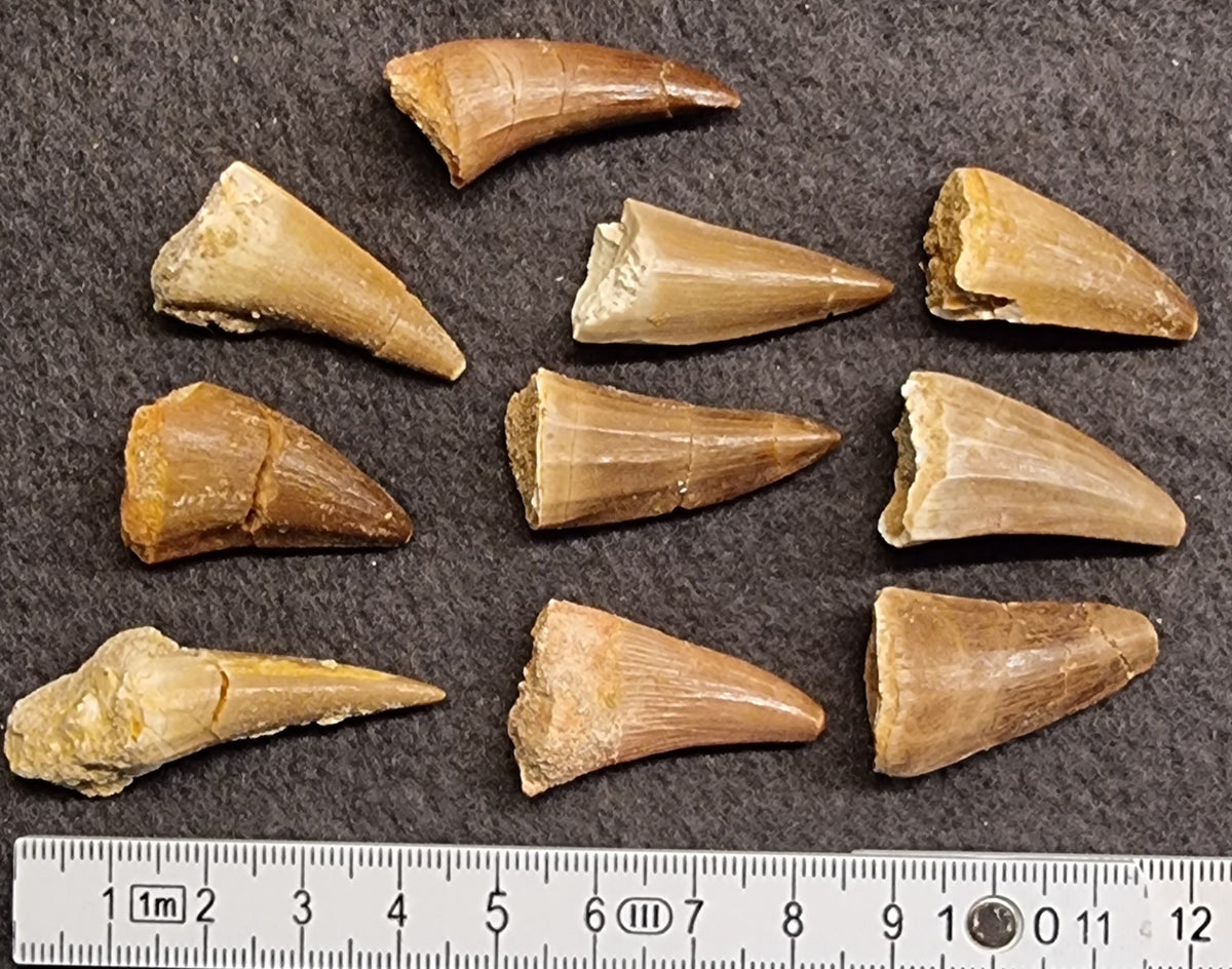 MOSASAURUS-TANN – EKTE FOSSIL