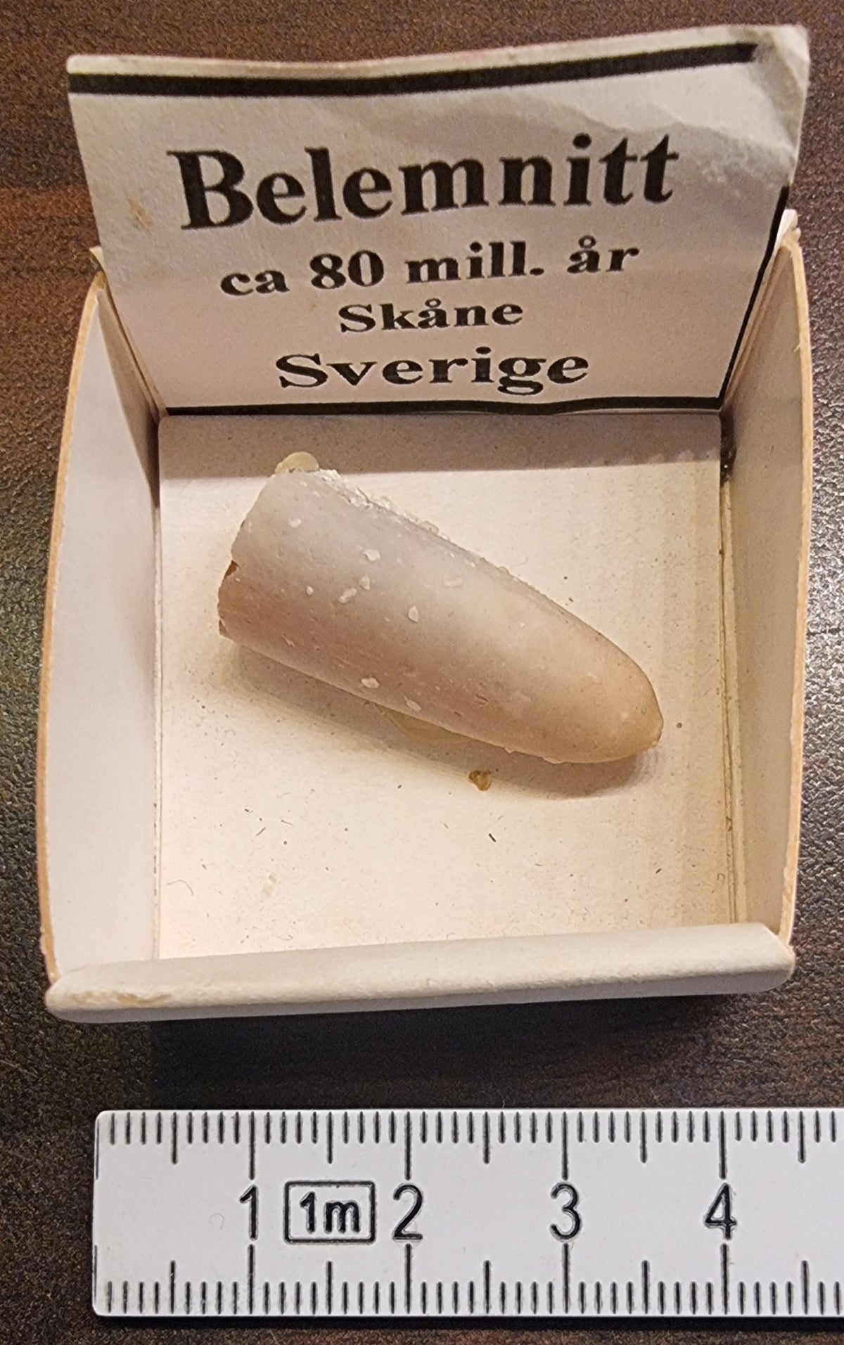 BELEMNITT – FOSSIL FRA SVERIGE
