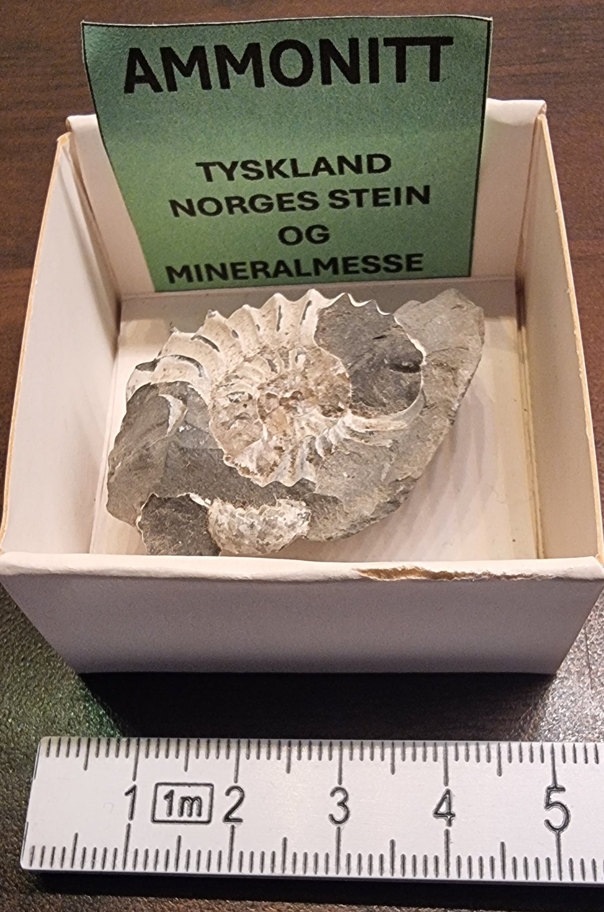 AMMONITT – TYSKLAND