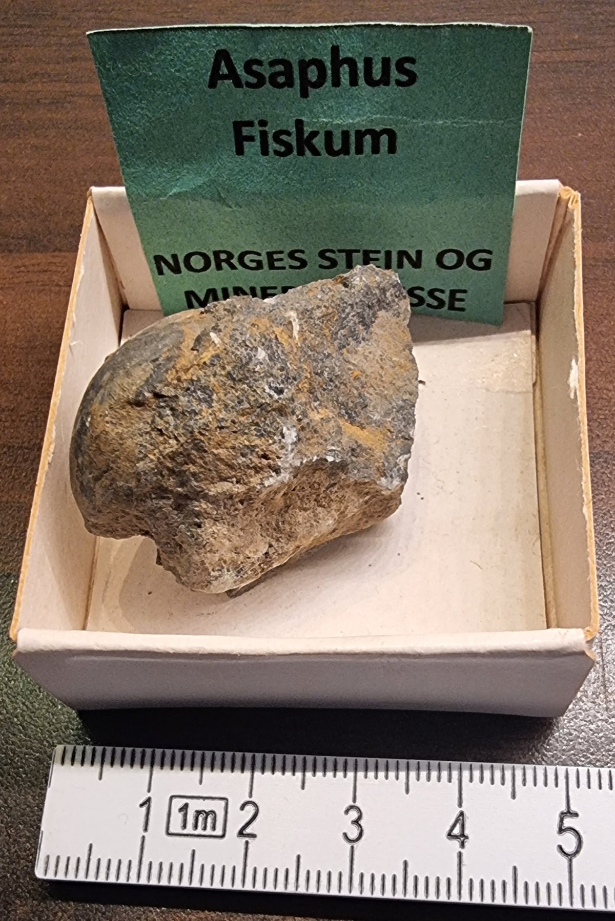 TRILOBITTFOSSIL / FRAGMENT – FISKUM