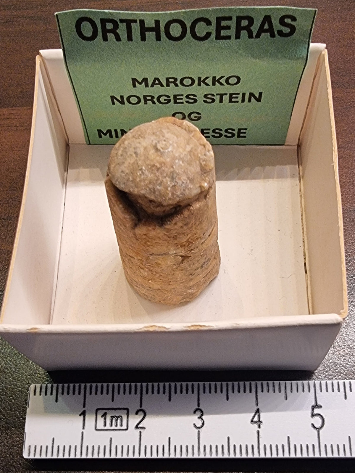 ORTHOCERAS – MAROKKO