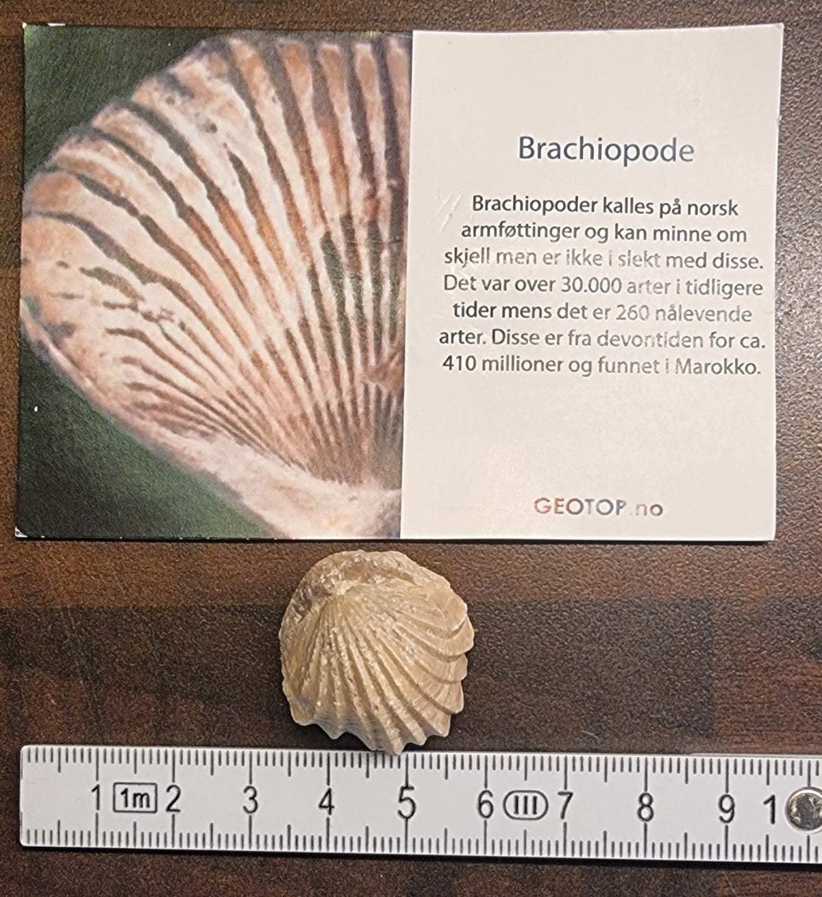 Brachiopode – Marokko