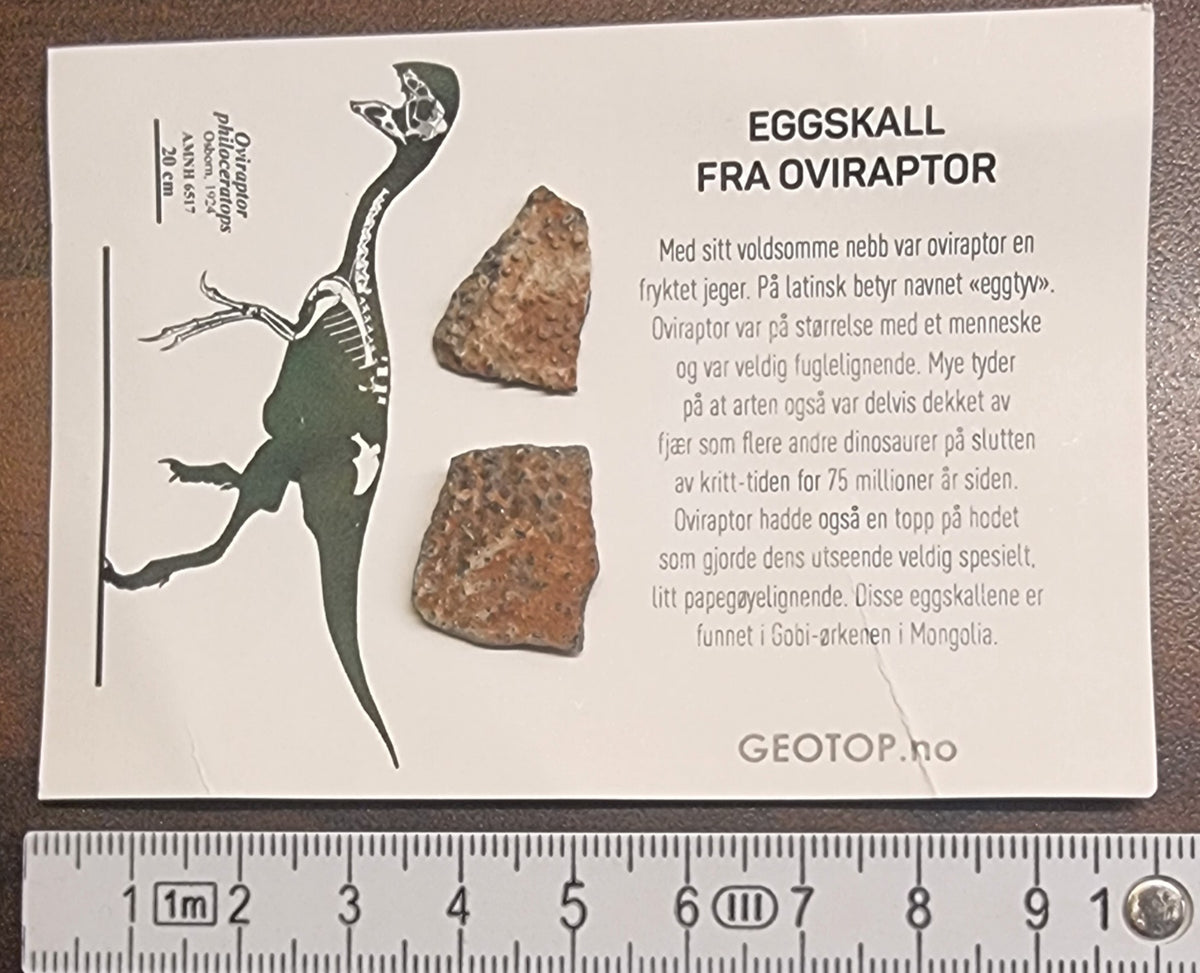DINOSAUREGG – OVIRAPTOR